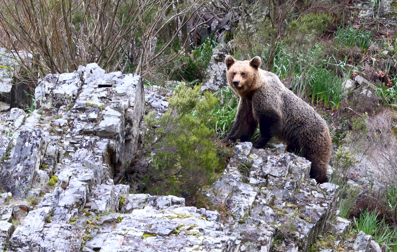 Observación de fauna