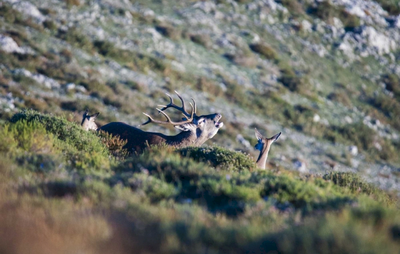 Escapada Naturaleza - Ruta del Cares + Berrea