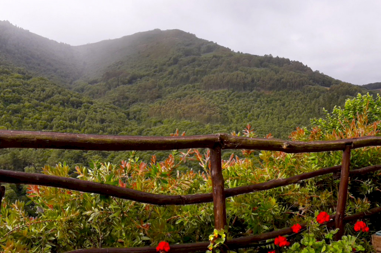 EL BOSQUE DE LAS VIÑAS